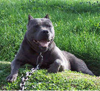 a well breed American Pit Bull Terrier dog